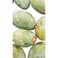 Mango Taimoor