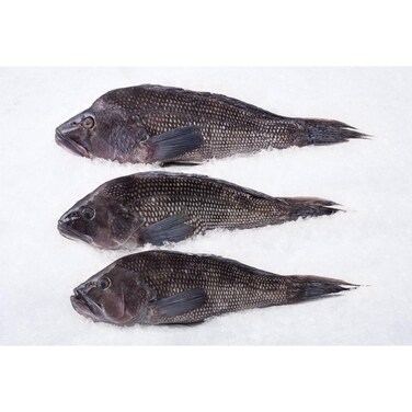 Fresh Sea Bass