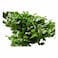 Fresh Herbs S Bahrain Pc