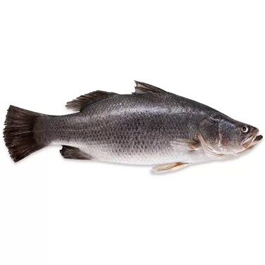 Fresh Seabass 200300