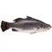 Fresh Seabass 200300