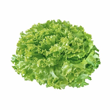 خس باتافيا توب كروبس