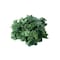 Top-Crops Kale Lettuce - 125 gm