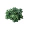 Top-Crops Kale Lettuce - 125 gm