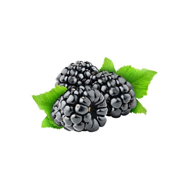 توت اسود هاجين