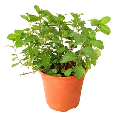 Pot Herb Mint
