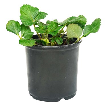 Pot Strawberry 12Cm