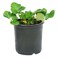 Pot Strawberry 12Cm