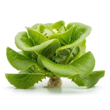 Aquaponic Lettuce Butterhead 1pc