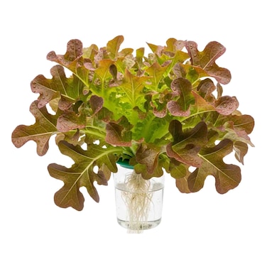 Aquaponic Lettuce Oakleaf Red