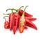Chilli Red Bird