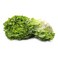 Lettuce Oakleaf 1pc