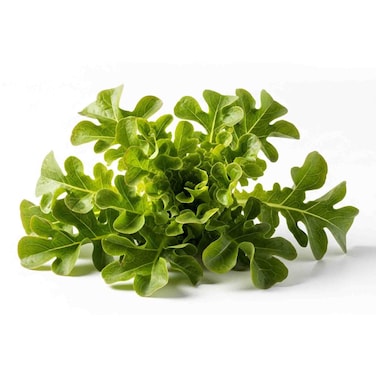Lettuce Oakleaf 1pc