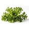 Lettuce Oakleaf 1pc