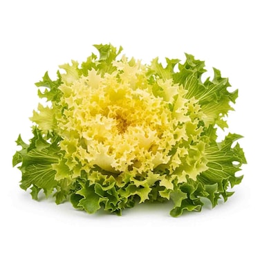 Lettuce Frisee 1pc