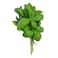Basil Bunch