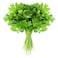 Coriander Bunch