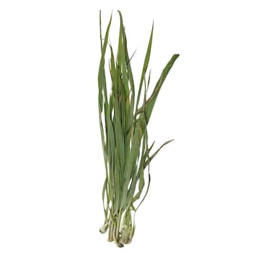 Lemon Grass Bunch