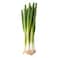 Spring Onion Bunch
