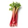 Rhubarb