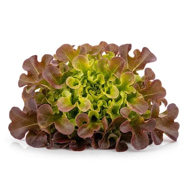Lettuce Red Oakleaf 1pc
