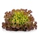 Lettuce Red Oakleaf 1pc