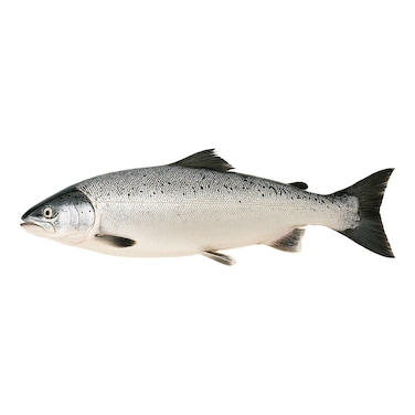 Fresh Salmon Whole