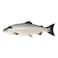 Fresh Salmon Whole