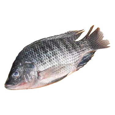 Fresh Tilapia Wild Whole