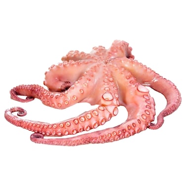Frozen Octopus