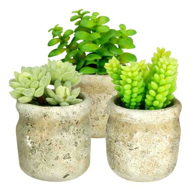 Mix Succulent Potted Plant 3 Pieces 6cm