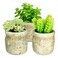 Mix Succulent Potted Plant 3 Pieces 6cm