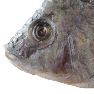Tilapia Heads 1Kg