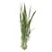 Lemon Grass Premium Pack 50g