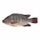 Fresh Tilapia 300g Farmed