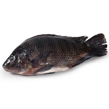 Fresh Tilapia Farmed 500g