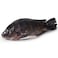 Fresh Tilapia Farmed 500g