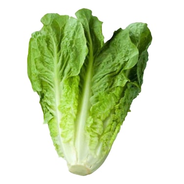 Aquaponic Lettuce Romaine Green 1pc