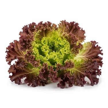 Lettuce Red Lollo Loose 1pc