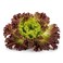Lettuce Red Lollo Loose 1pc