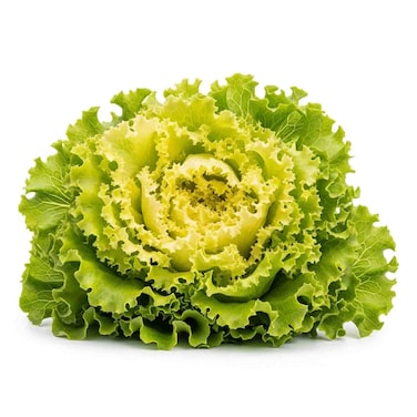 Farm Fresh Lettuce Lollo Blond Pack