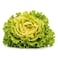 Farm Fresh Lettuce Lollo Blond Pack