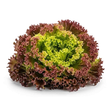 Farm Fresh Lettuce Red Crispy Pack