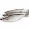 GREY MULLET FISH SIZE BIG EGYPT KG