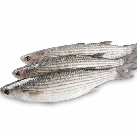 GREY MULLET FISH SIZE BIG EGYPT KG