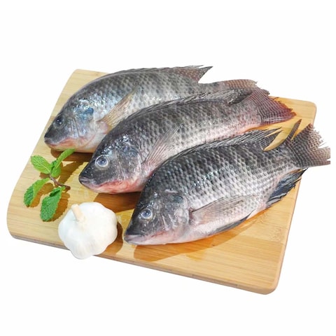 TILAPIA FISH EGYPT KG