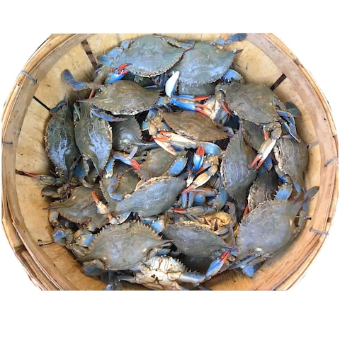 BLUE CRAB MALE