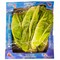 ZEIN lettuce iceberg BOX 51007