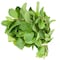 Fresh Mint