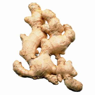 Ginger Kashef 51008